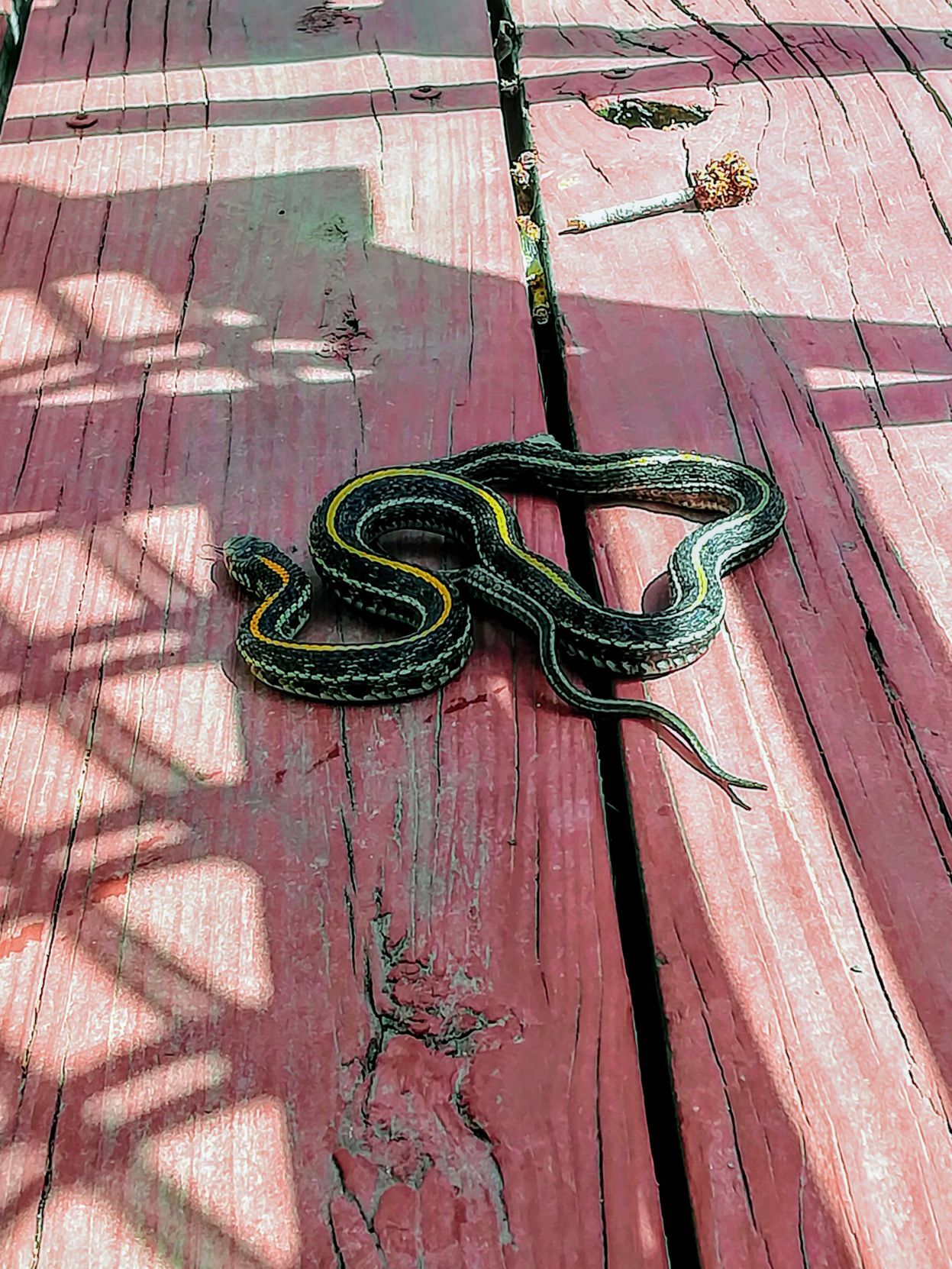 Snake on deck